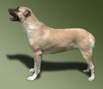 Pastor da Ásia Central